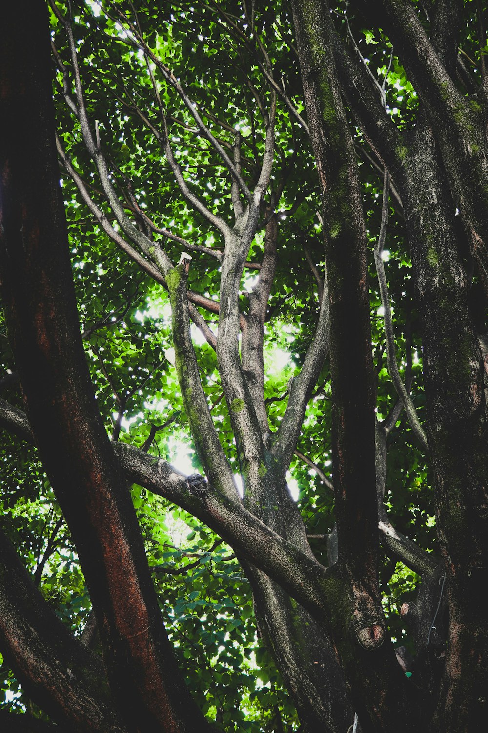 a tree with many branches