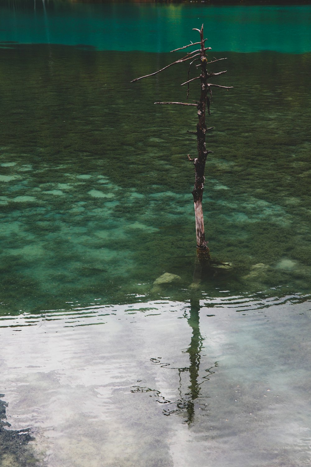 a tree in the water