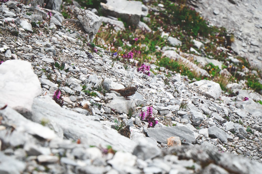 a small animal on a rocky area