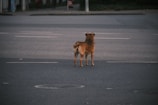 a dog standing in a parking lot