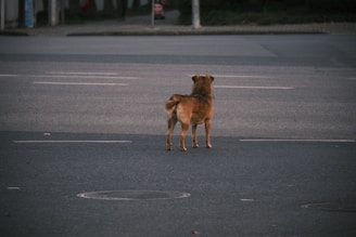 a dog standing in a parking lot