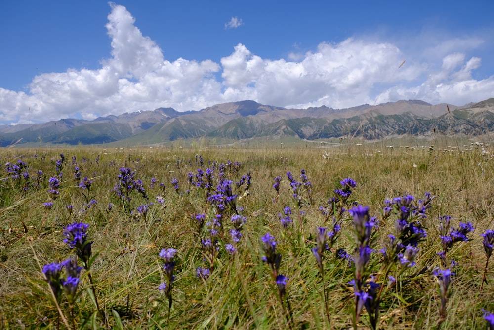 a field of purple flowers with mountains in the background