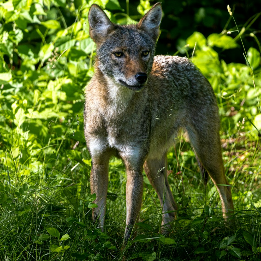 a wolf standing in the grass