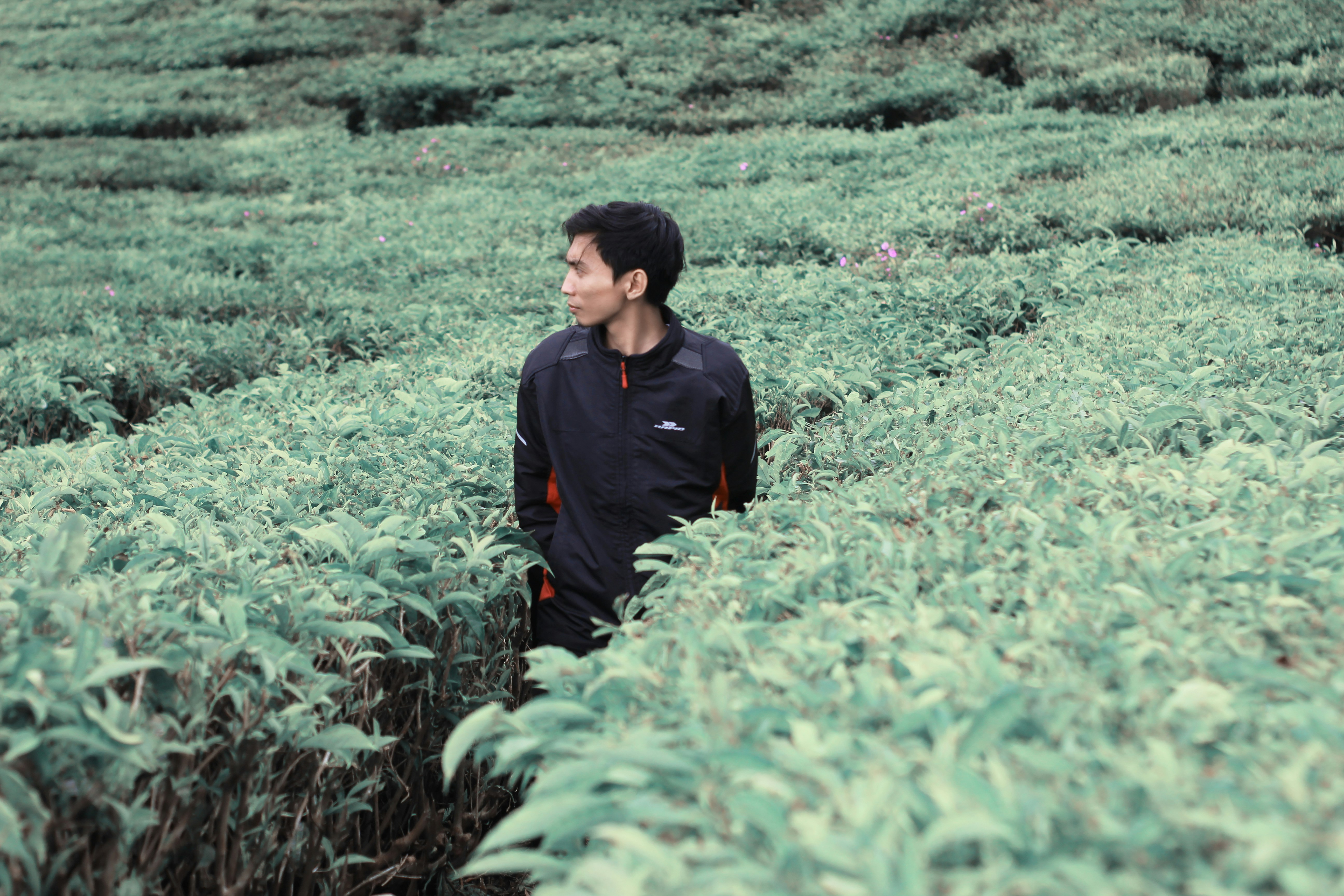 tea wallpaper aesthetic, wallpaper, 5 Manfaat Kombucha untuk Wajah yang Jarang Diketahui 6