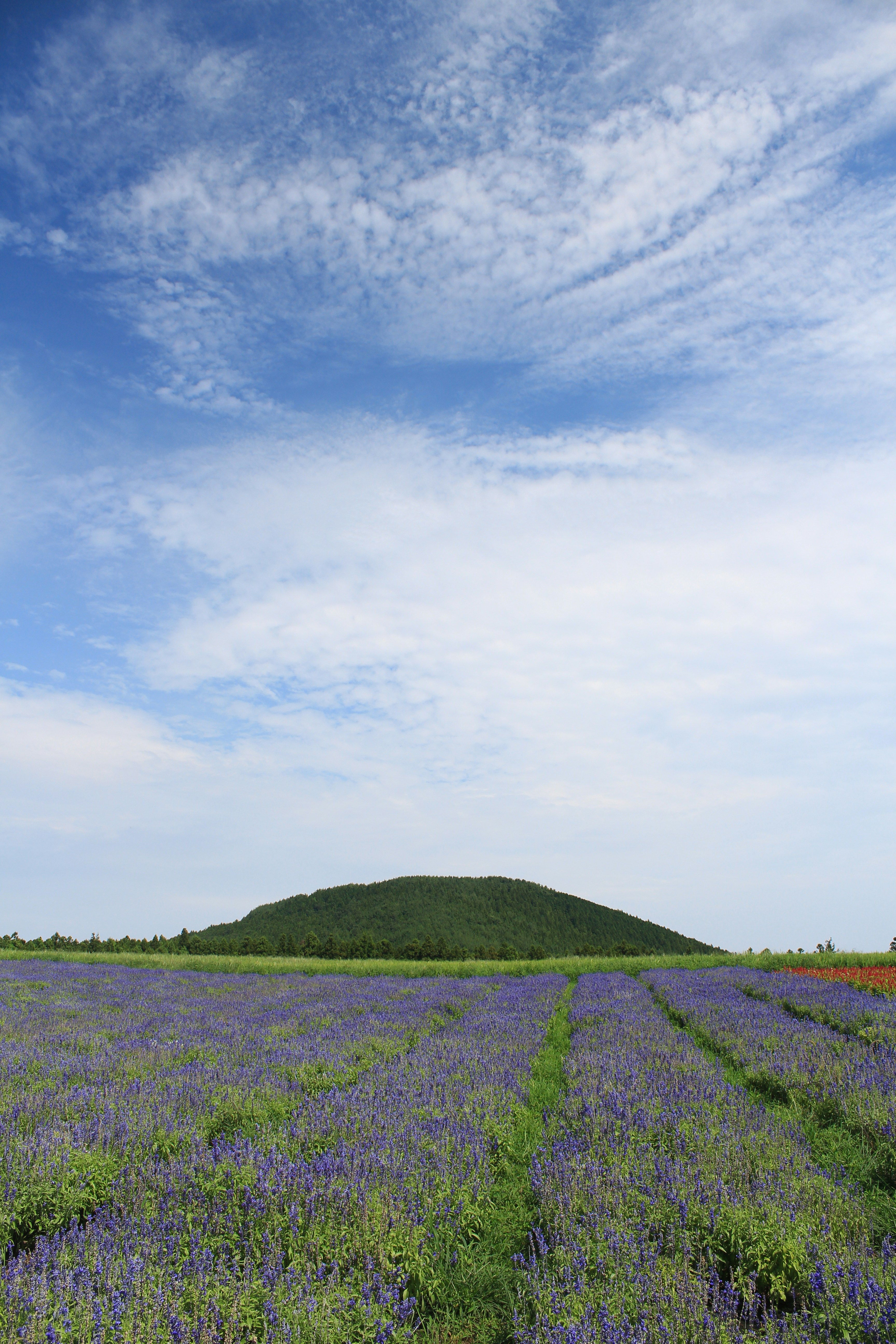 제주 오름 자연 경관 푸른 들판