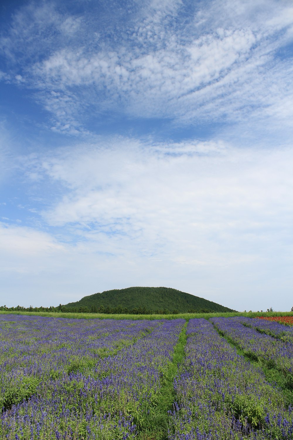 a field of purple flowers with a hill in the background