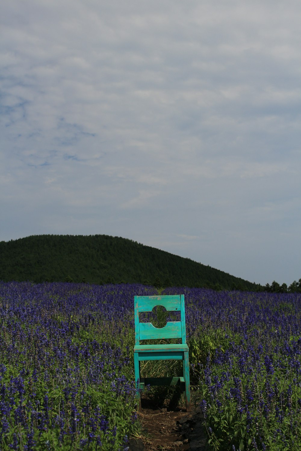 a field of flowers with a blue chair in the middle