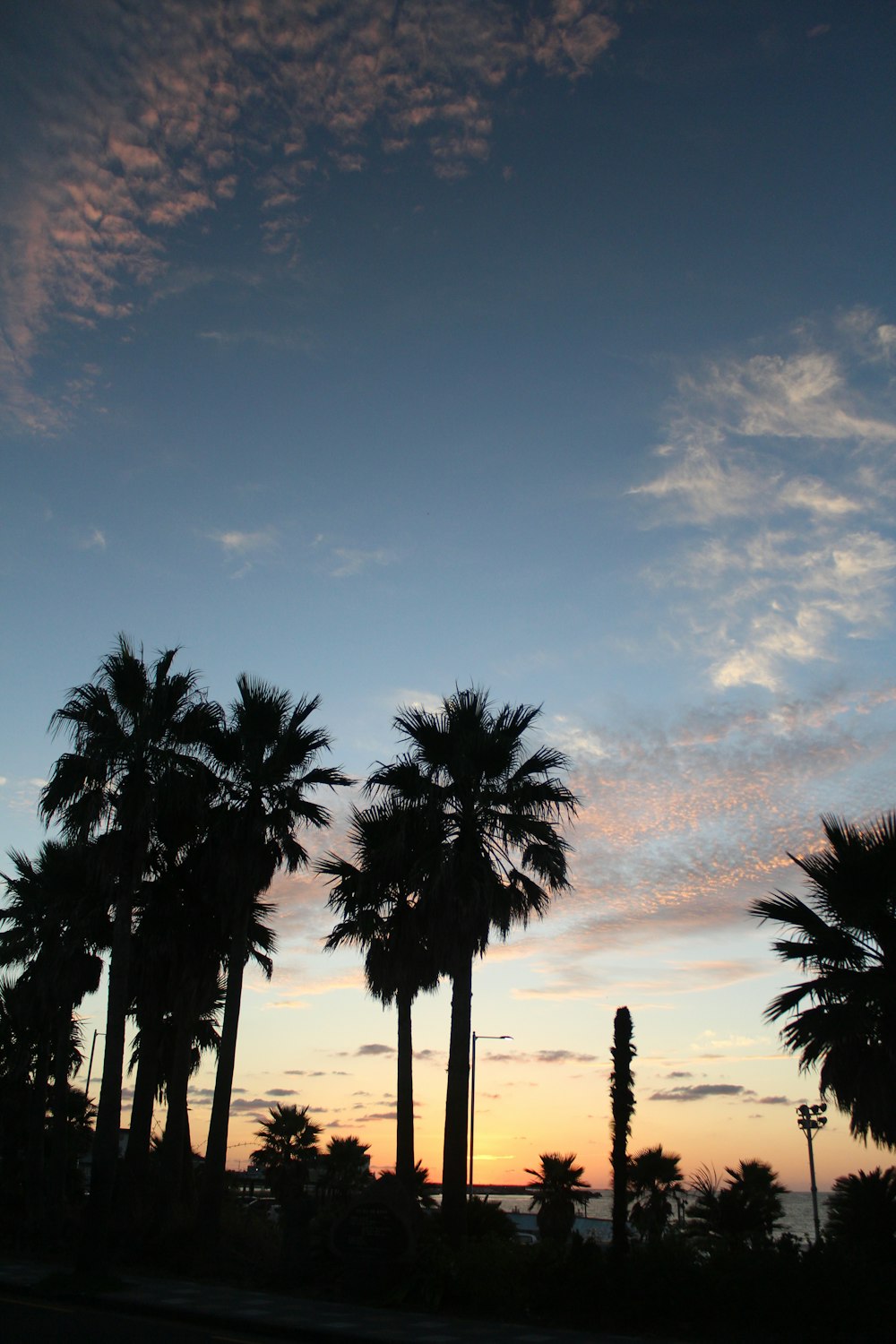 a group of palm trees