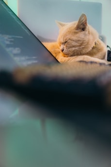 A light-colored cat is comfortably sleeping on an open laptop. The background is softly blurred, drawing focus to the cat's peaceful expression and fur details. The overall scene conveys a sense of calm and relaxation.