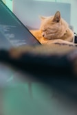 A light orange cat is sleeping peacefully on a surface near a laptop. The laptop screen displays blurred text, suggesting coding or a similar activity. The background is softly lit with a calming blue-green hue.