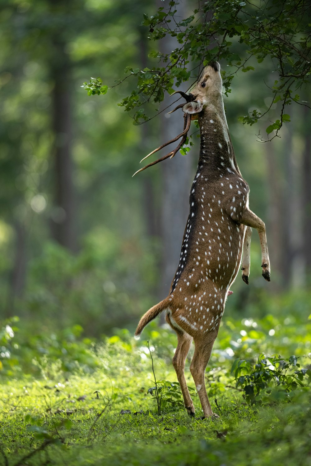 a kangaroo holding a branch