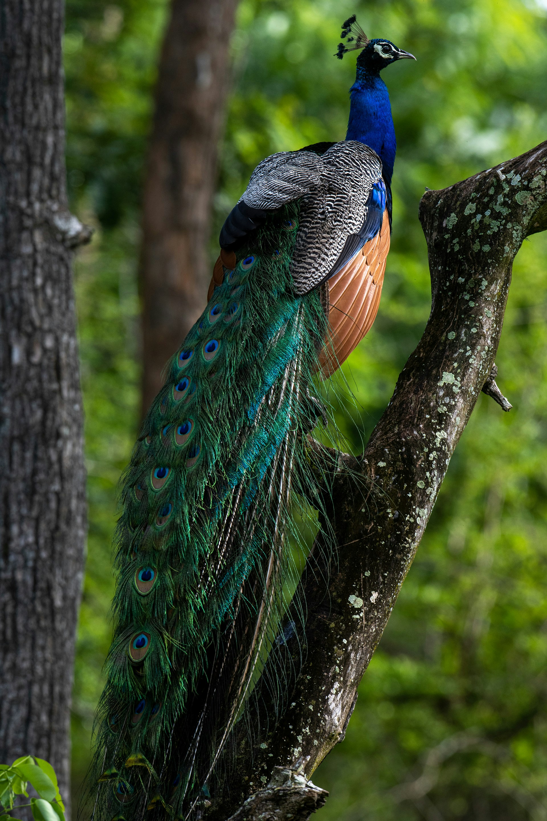 um pavão de pé em um galho de árvore
