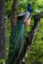 a peacock standing on a tree branch