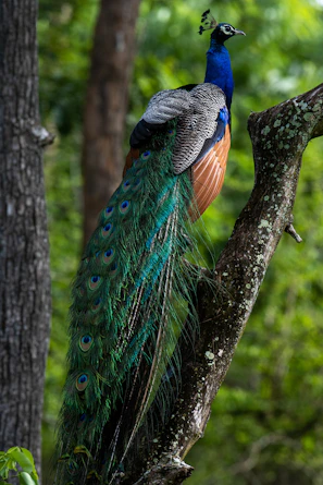 a peacock standing on a tree branch