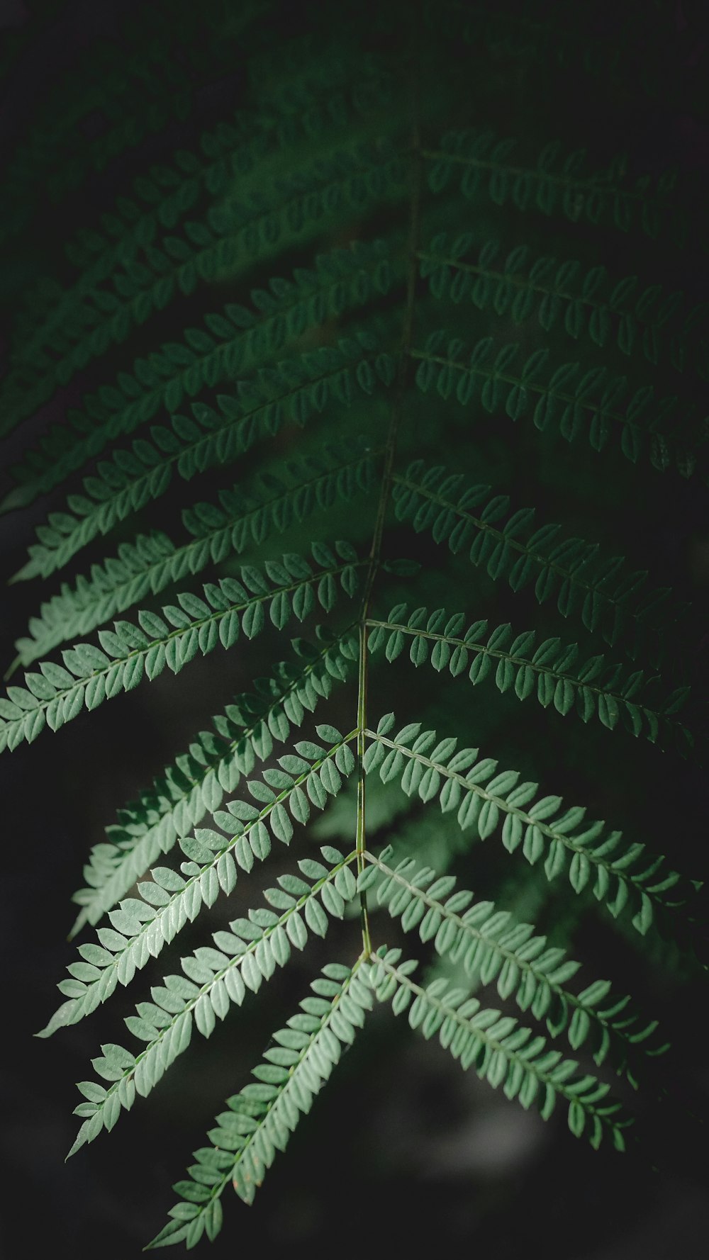 a close-up of a leaf