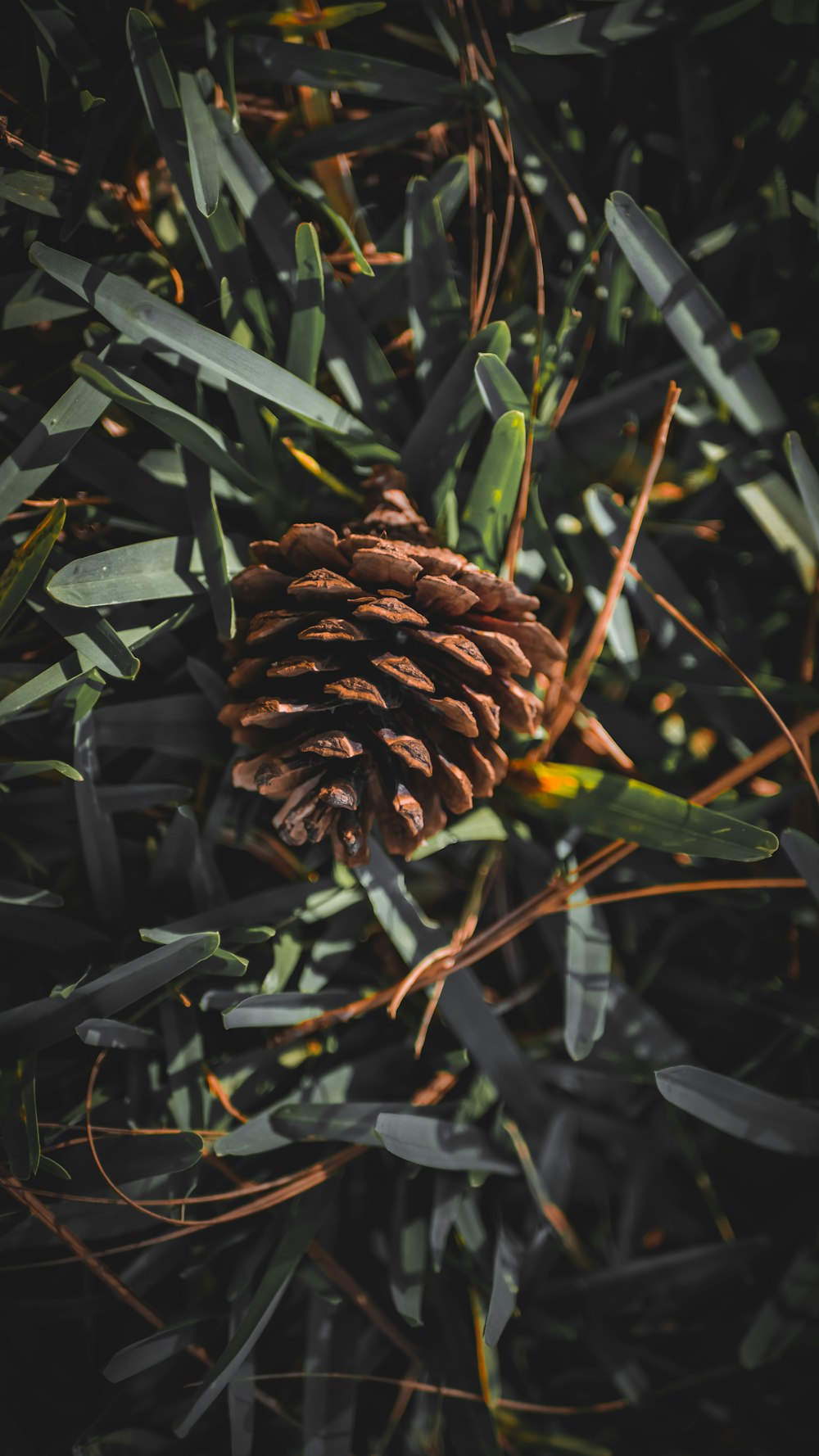 a close-up of some plants