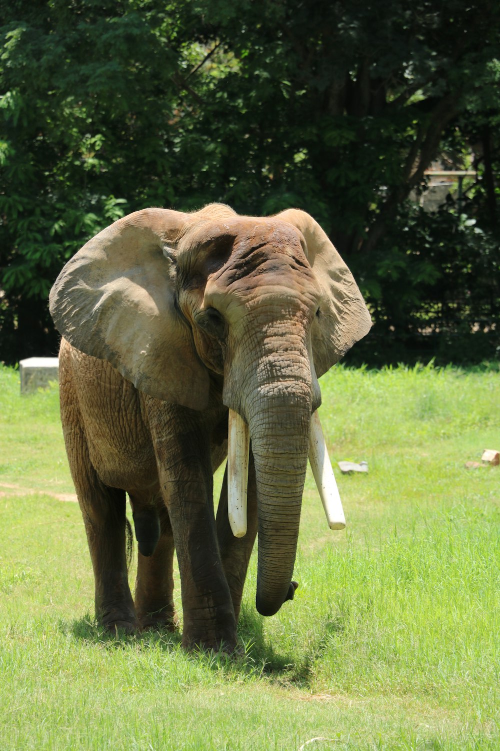 an elephant with tusks