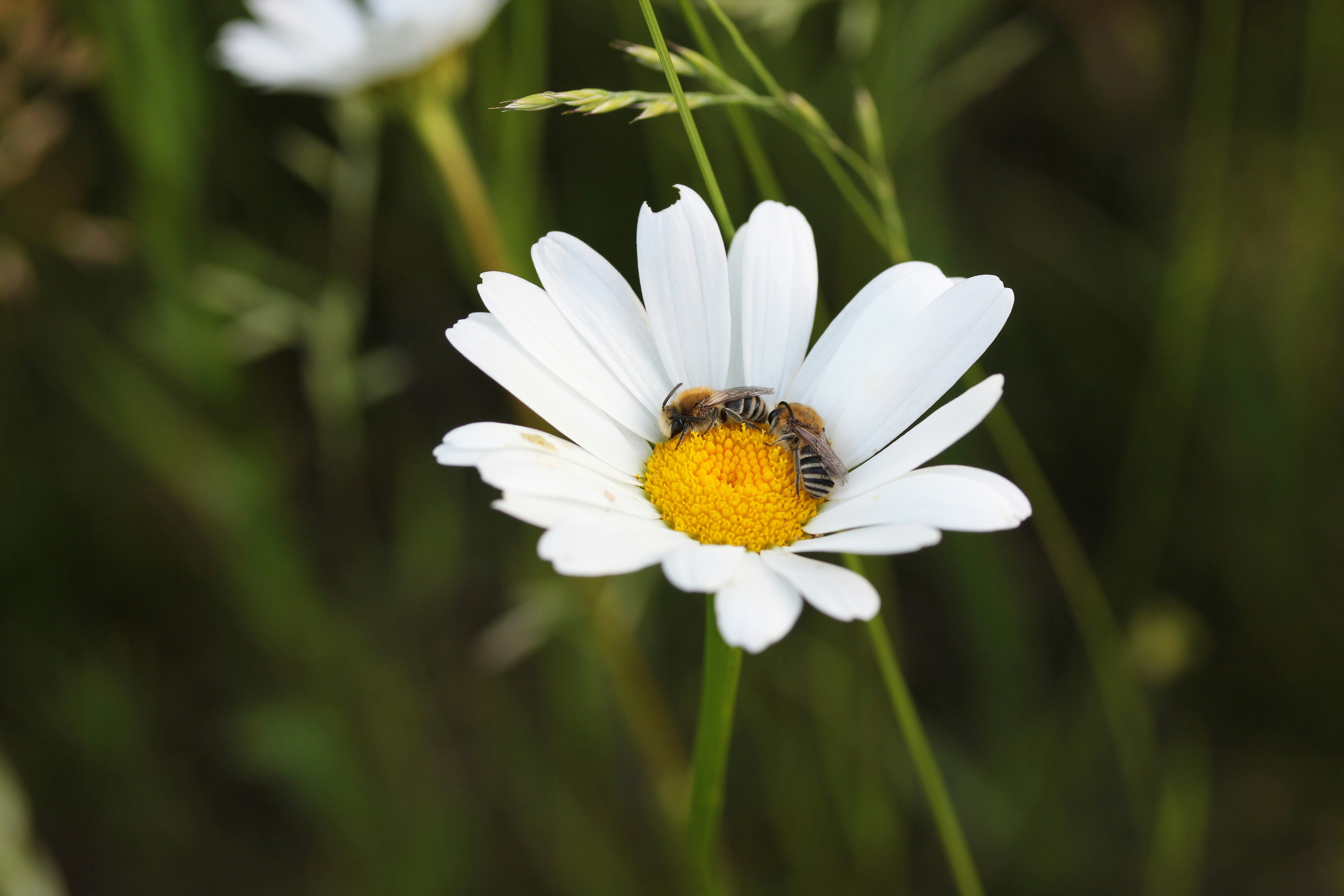 Photo by henrymacfly