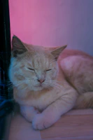 A calm cat resting comfortably after orthopedic treatment, with soft lighting in blue and gray tones.