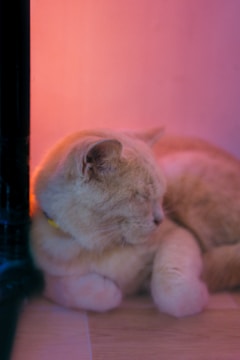 A light-colored cat is resting on a wooden floor, nestled next to a black vertical structure. The warm lighting casts soft pink and orange hues over the scene, creating a cozy atmosphere.