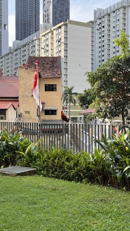 A vibrant urban scene featuring a rooster perched on a fence in the foreground. The background includes a mix of older houses with sloped red roofs and modern high-rise apartment buildings. A small garden with lush green plants and a patch of well-maintained grass is visible, along with a Singapore flag waving next to the older building. The overall composition creates a contrast between nature and urban development.