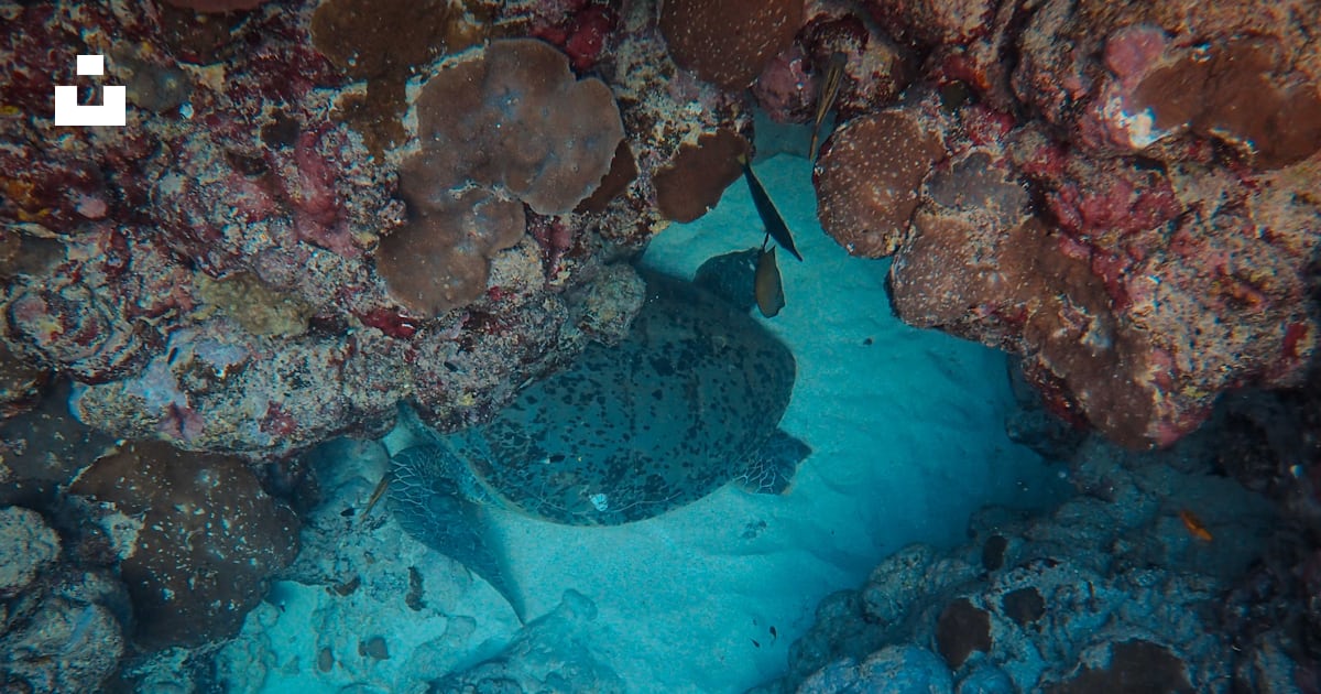 水中を泳ぐ魚の写真 Unsplashの無料ファラサン諸島 サウジアラビア写真