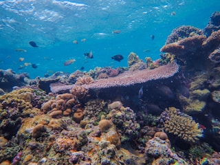 a large fish swimming in the ocean