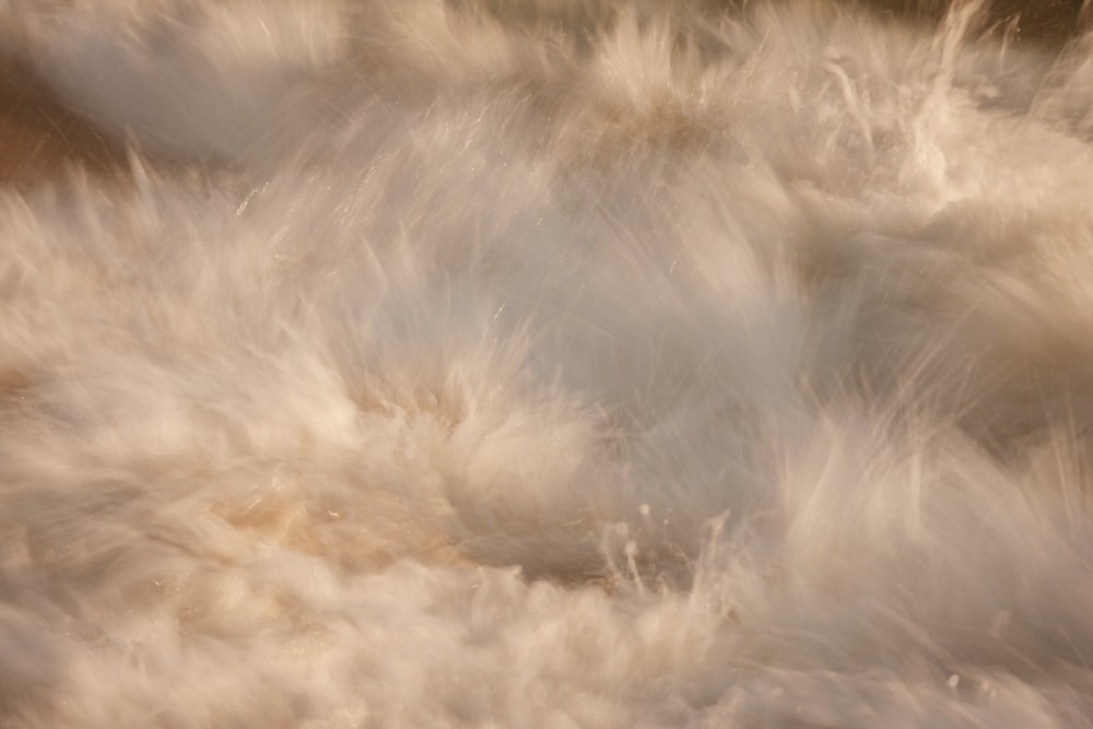 a close up of a hairy hairy animal