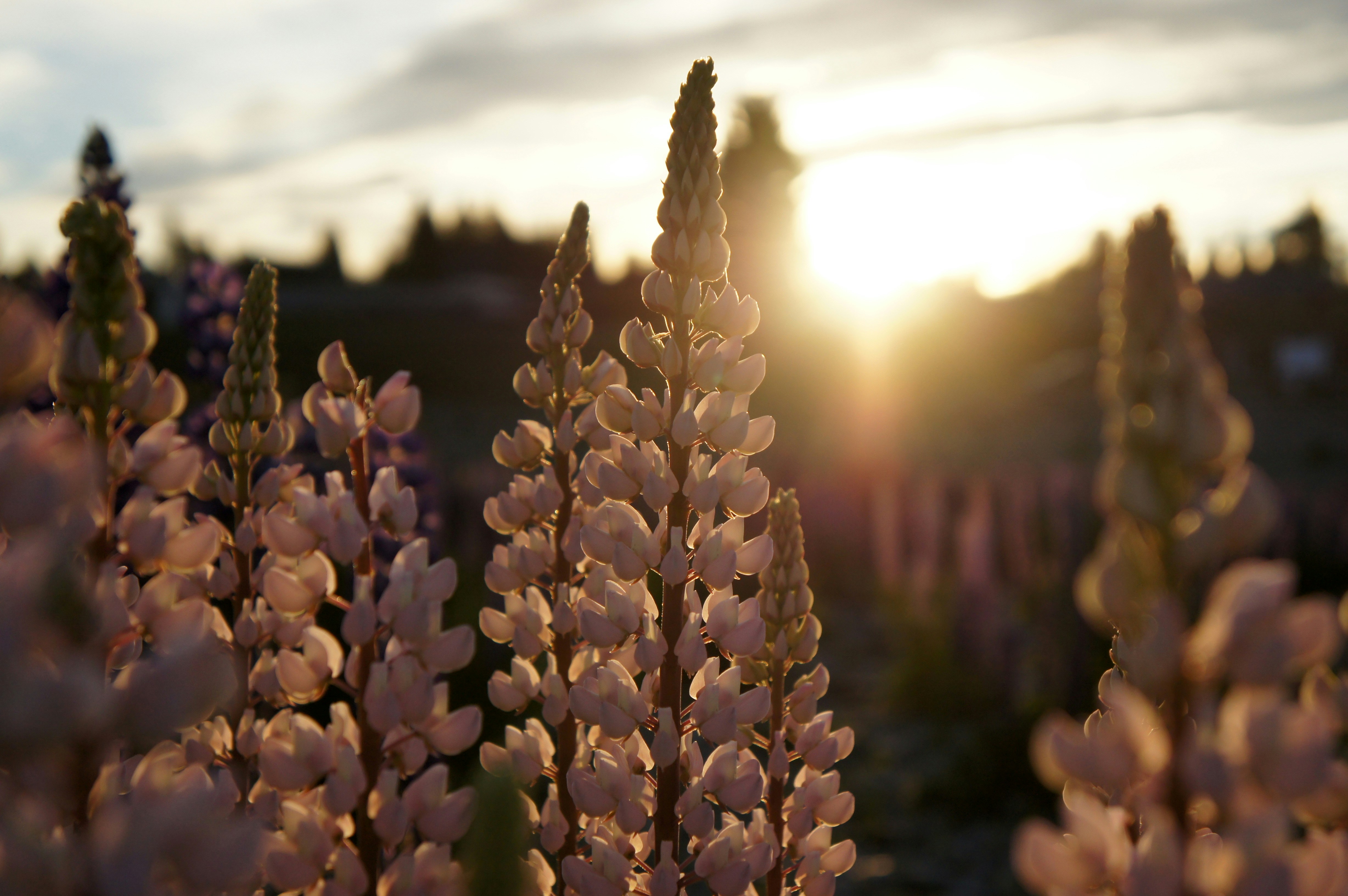 close up of flowers