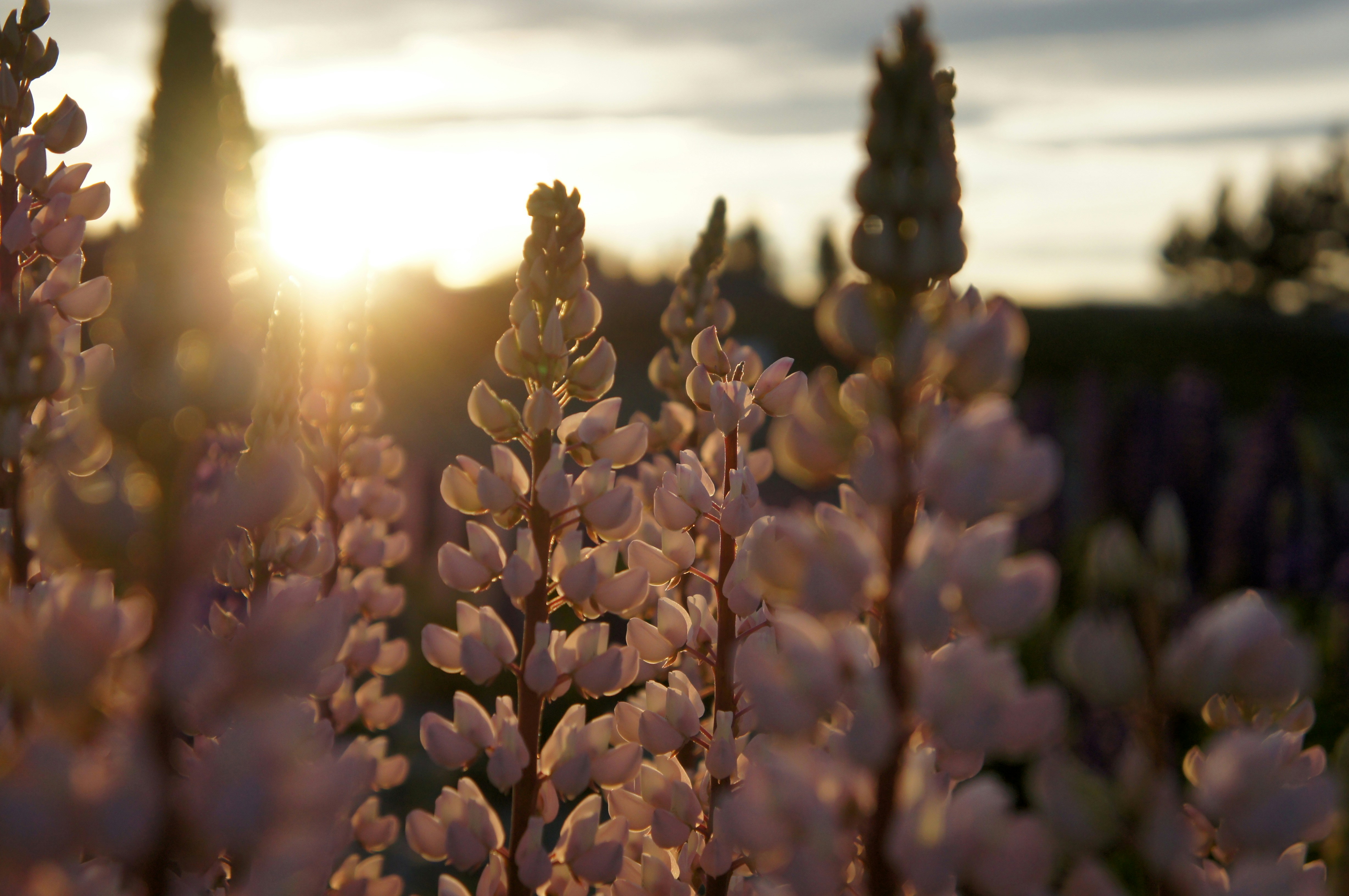 a close up of flowers