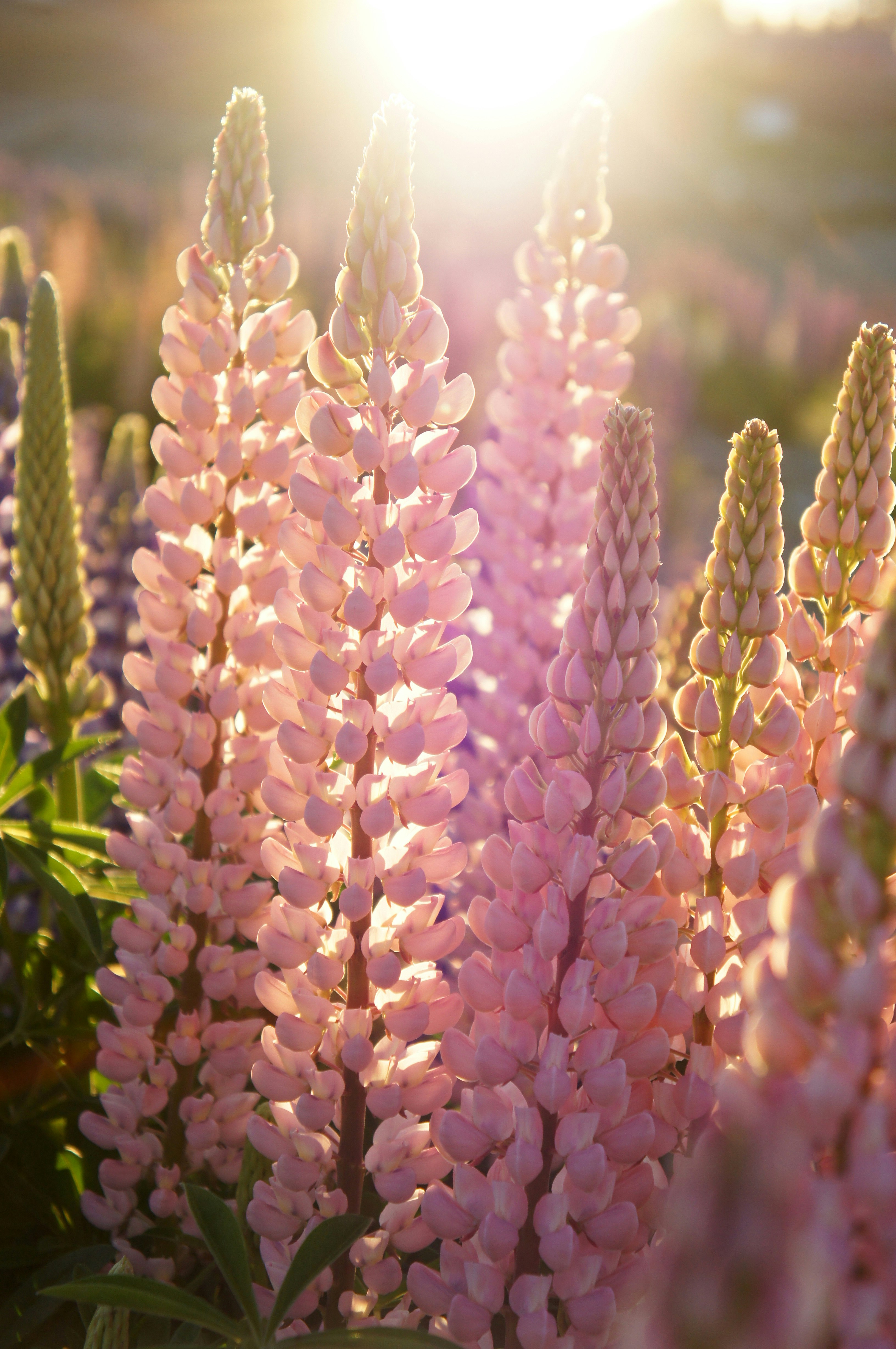 a close up of a flower