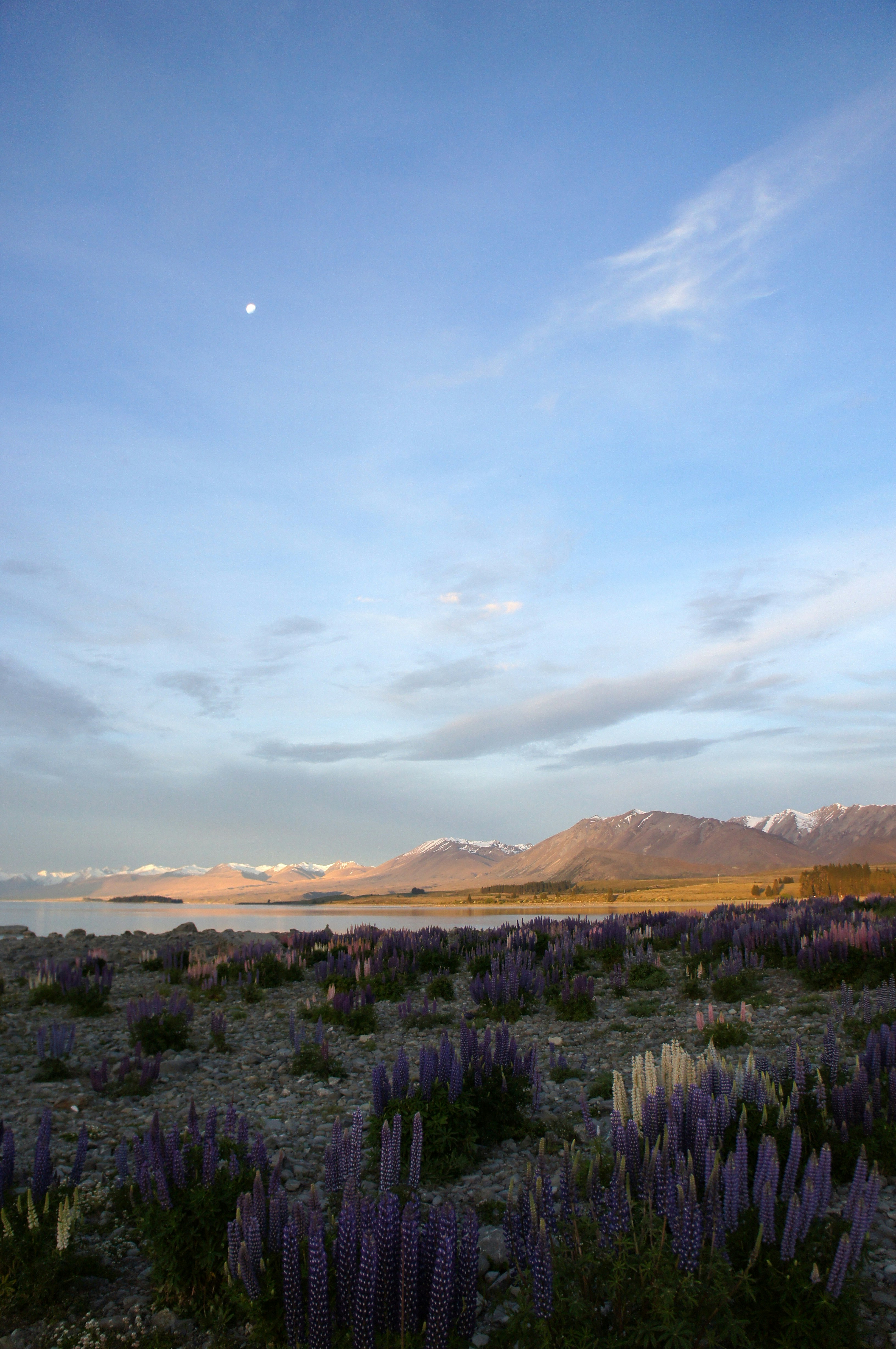 a field of purple flowers with mountains in the background