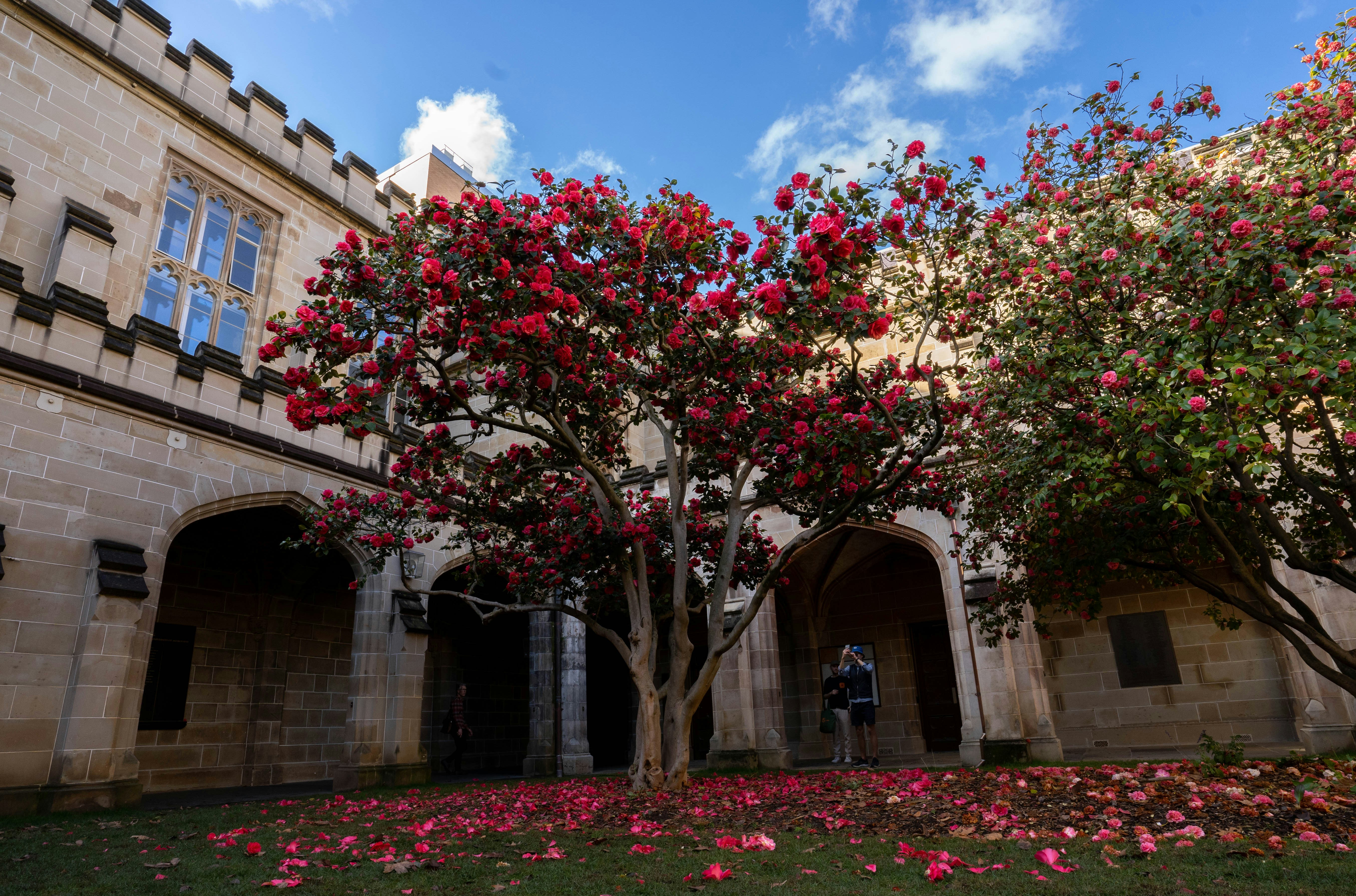 a building with a large flowering tree