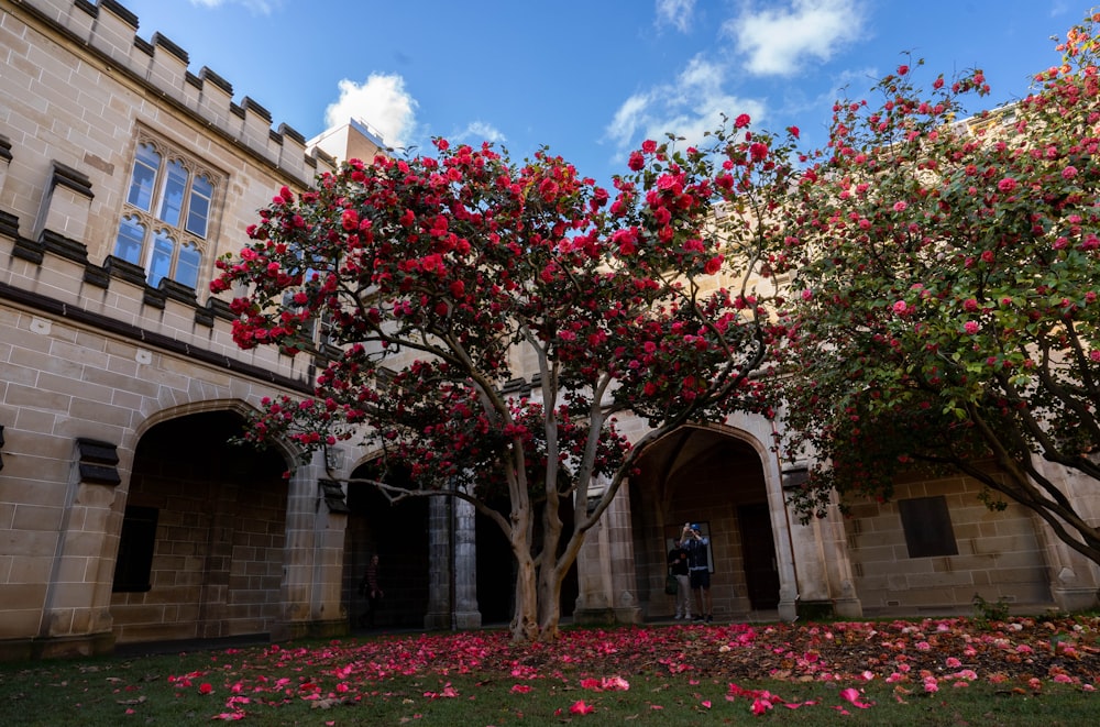 a building with a large flowering tree