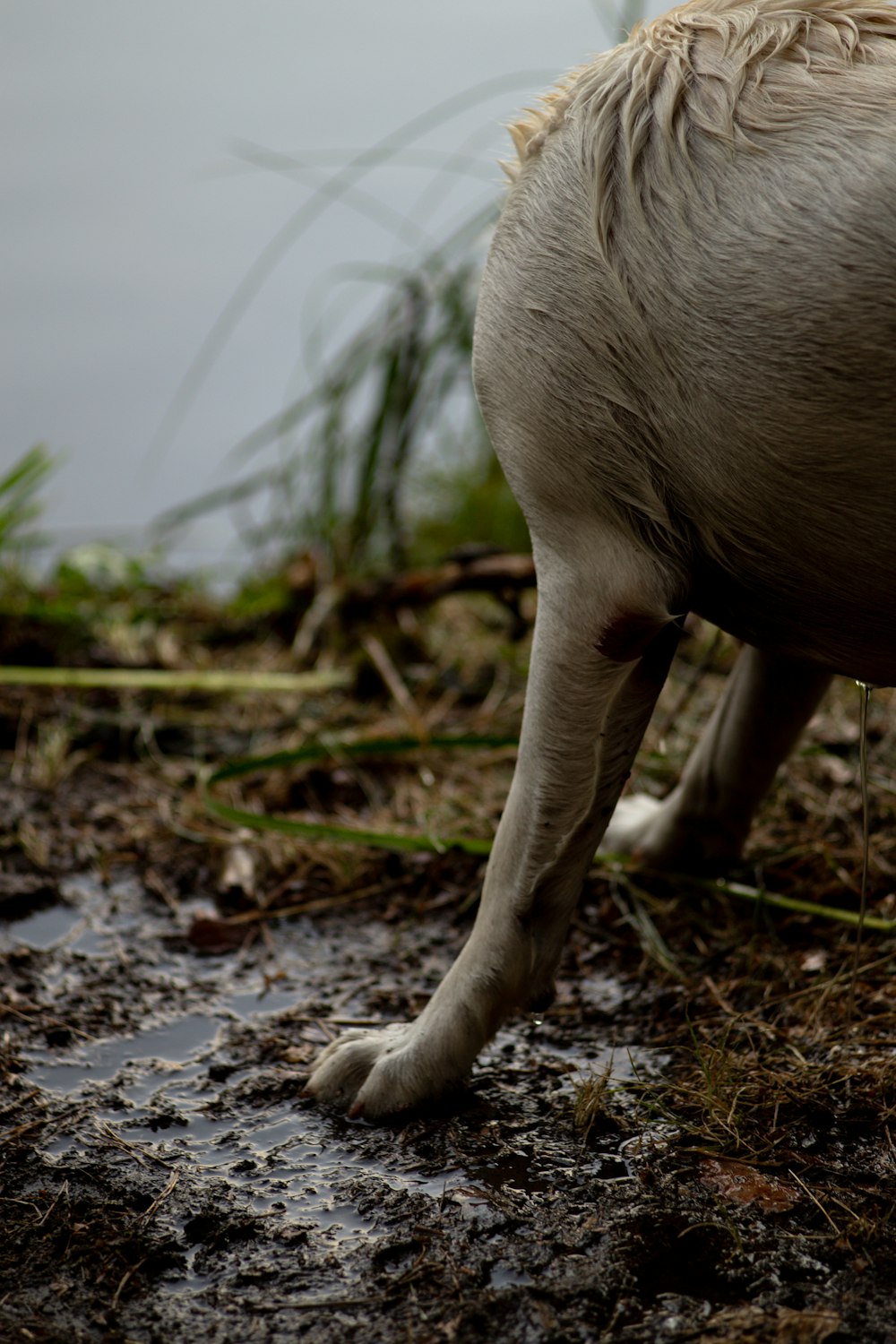 a dog walking on a dirt path