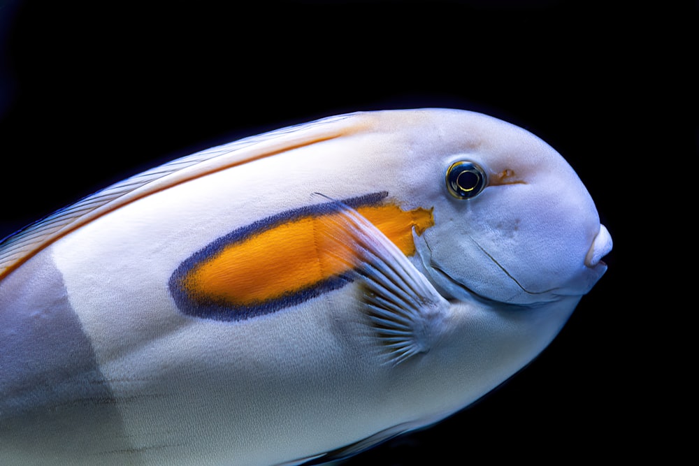 um peixe com uma cauda longa