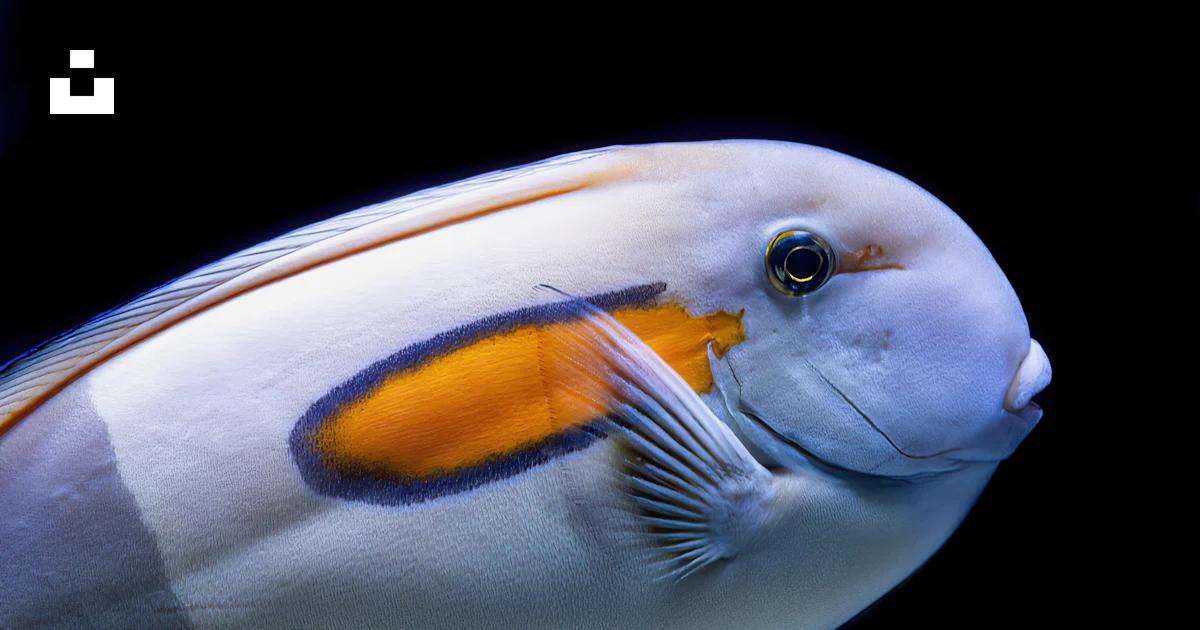 Un poisson à longue queue photo – Photo Aquarium de Cairns Gratuite sur ...