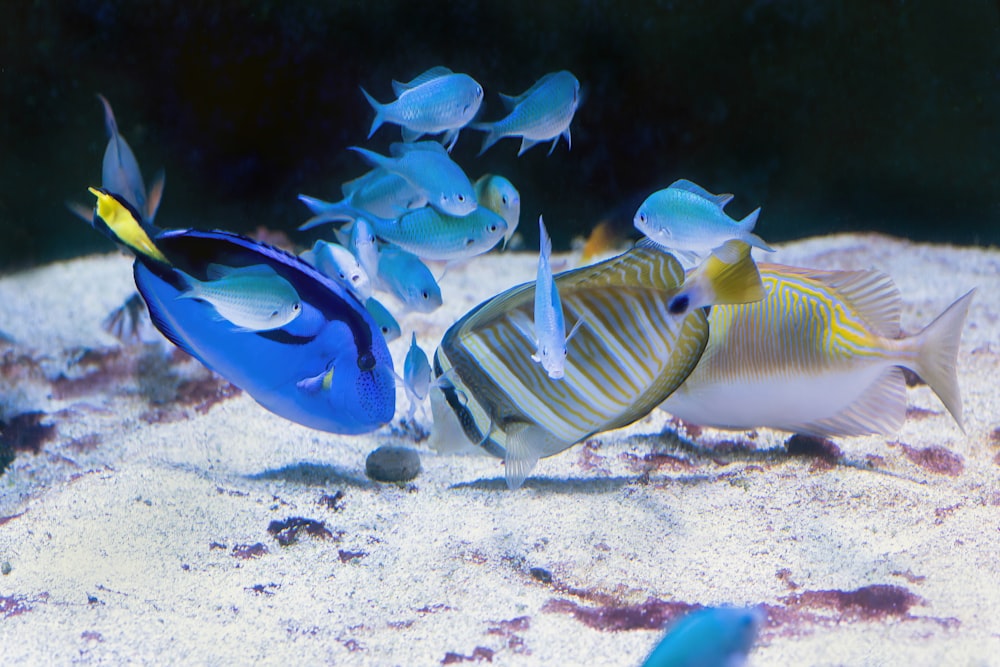 um grupo de peixes nadando