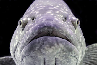 Close-up of a fierce zander caught mid-action, water droplets sparkling in the sunlight.