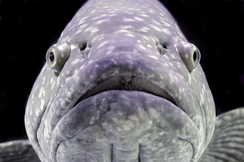 Close-up of a fierce zander caught mid-action, water droplets sparkling in the sunlight.