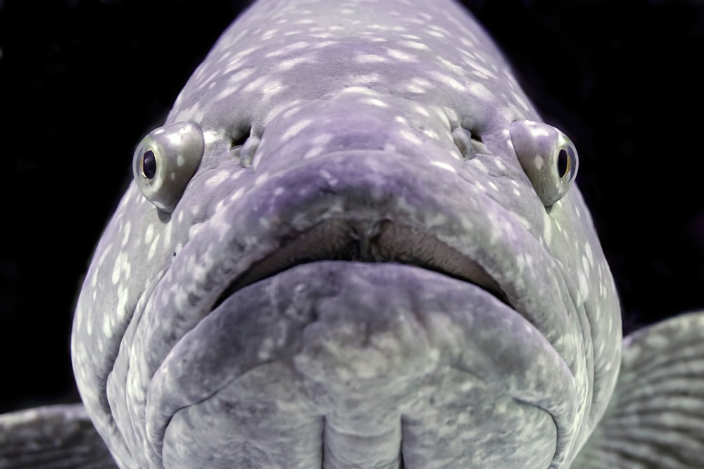 a close up of a fish