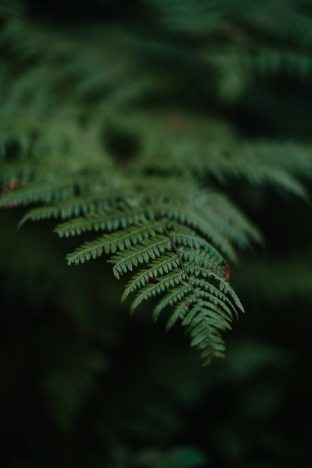 a close up of a pine tree