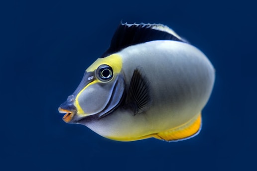A vibrant tropical fish with a distinctive black, yellow, and white coloring. The fish has a strikingly angular face and an expressive eye, set against a deep blue background.