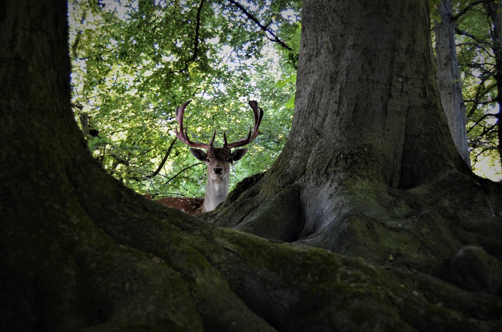 un cerf avec des bois dans un arbre