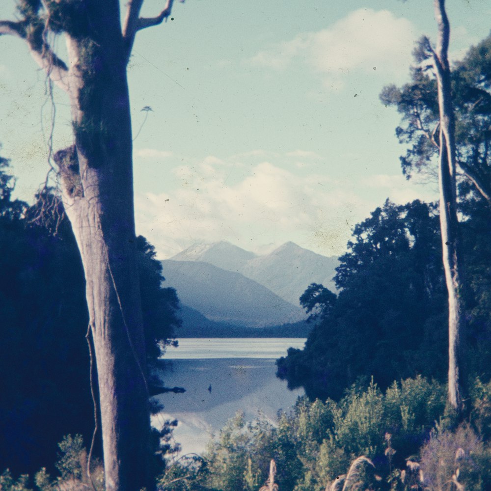 Ein See, umgeben von Bäumen und Bergen