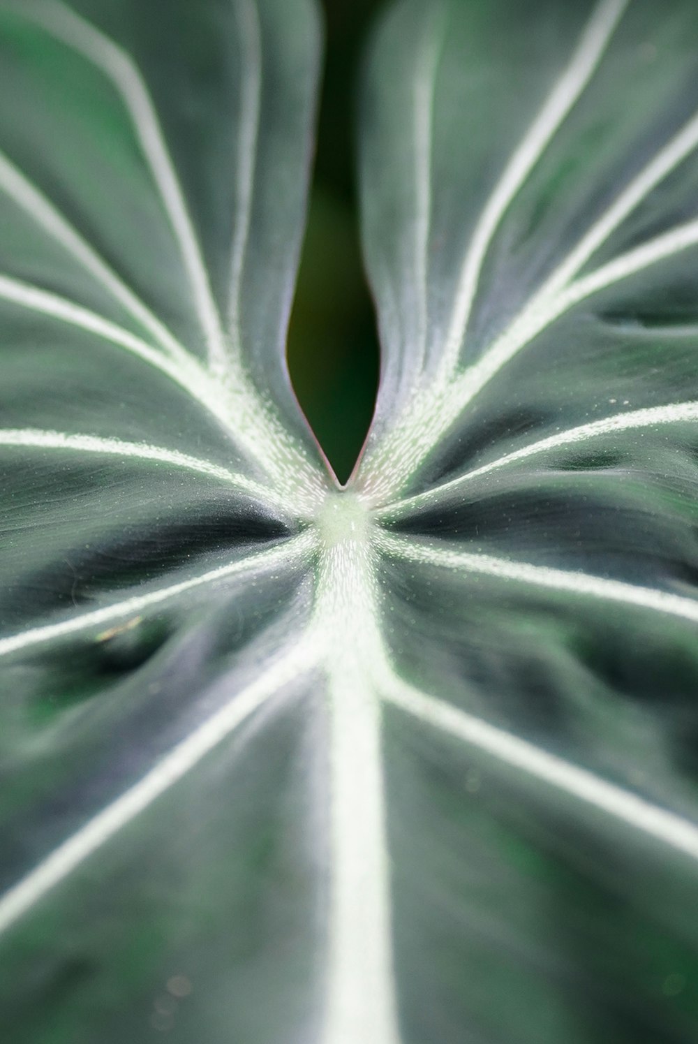 close up of a plant