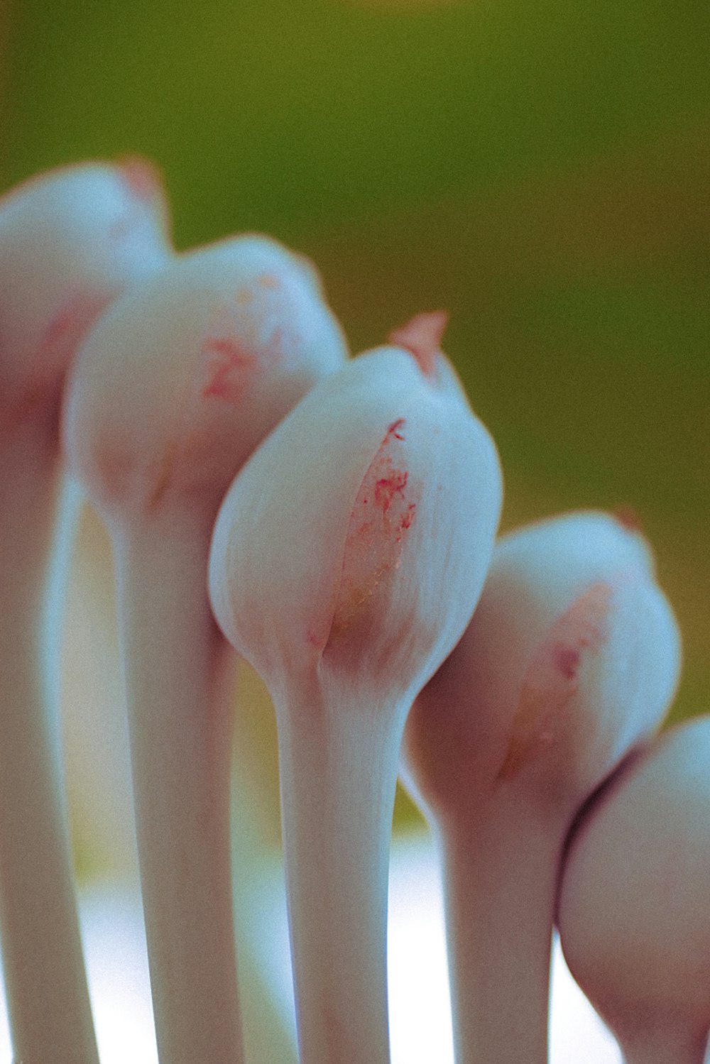 a close-up of some toothbrushes