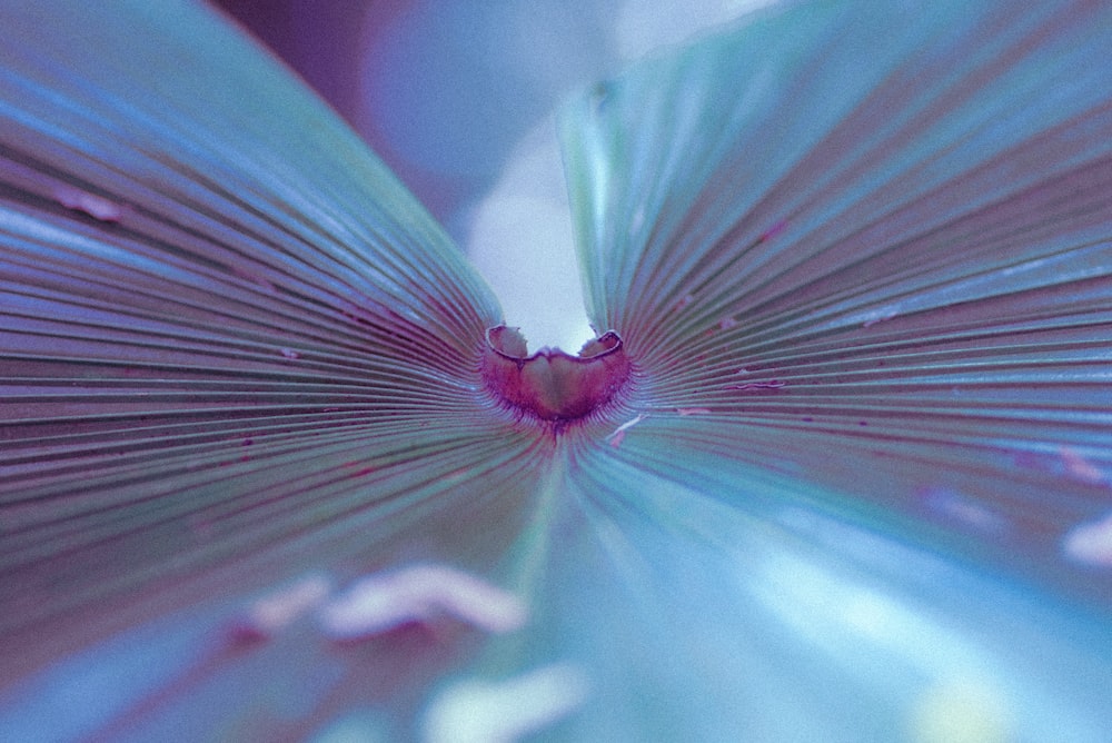 a close up of a feather