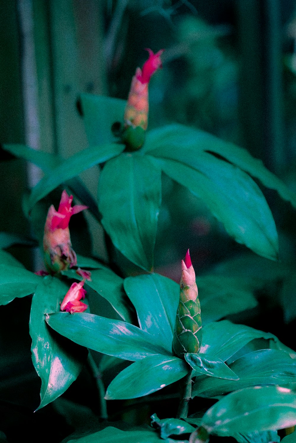 a green plant with pink flowers