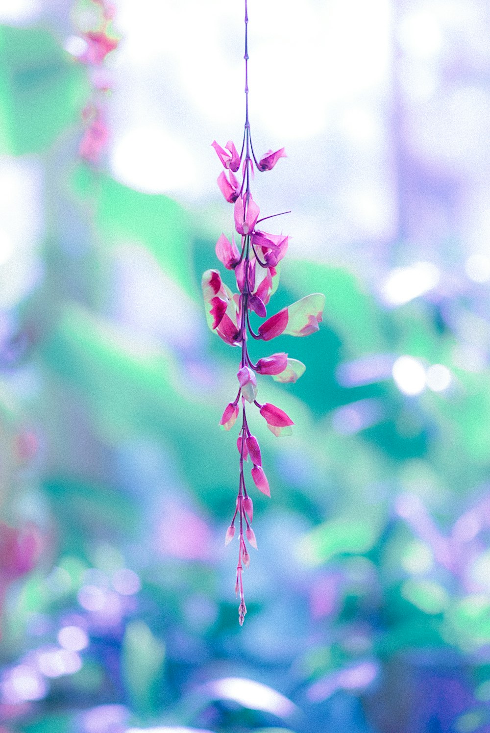 a close up of a flower